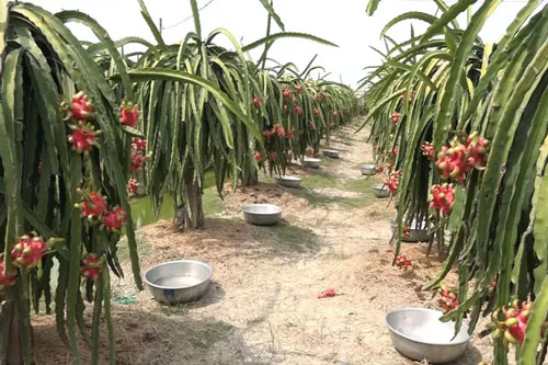 Long An: Nông dân trồng thanh long điêu đứng do ảnh hưởng bởi dịch do virus Corona