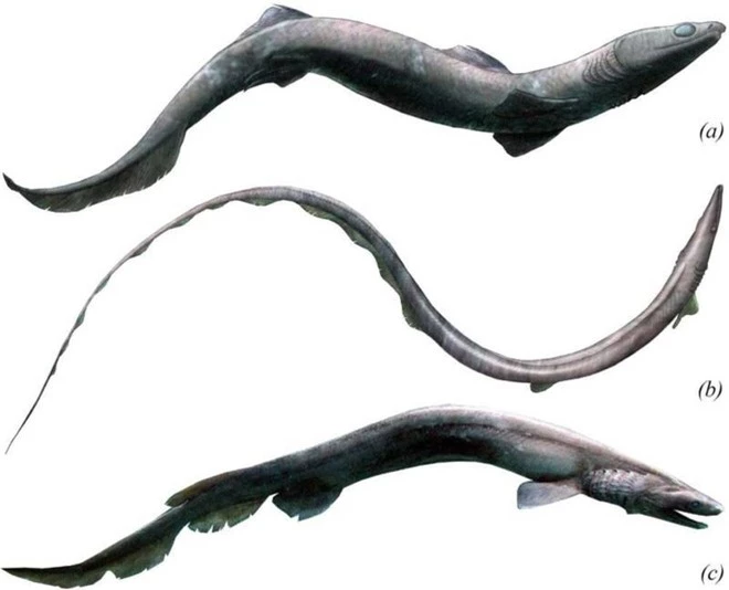 Cá mập hiện đại có thân hình to lớn, nhưng tổ tiên 360 triệu năm trước của chúng lại trông rất giống loài lươn - Ảnh 3.