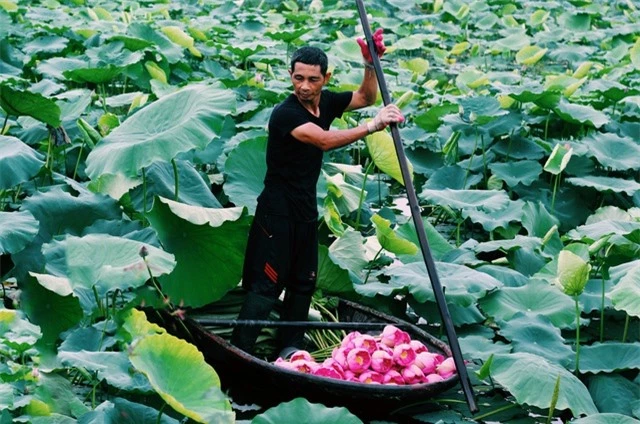  Vào mùa, sen nở tầm 4 -5 giờ sáng. Đây cũng là lúc hương sen quyện trong gió và người hái sen phải tranh thủ hái nhanh. Một ngày, đầm sen rộng 5 ha của anh Bùi Mạnh Hiếu có thể thu từ 3.000 - 4.000 bông. Anh Hiếu thuê thêm 3 lao động hái sen. 