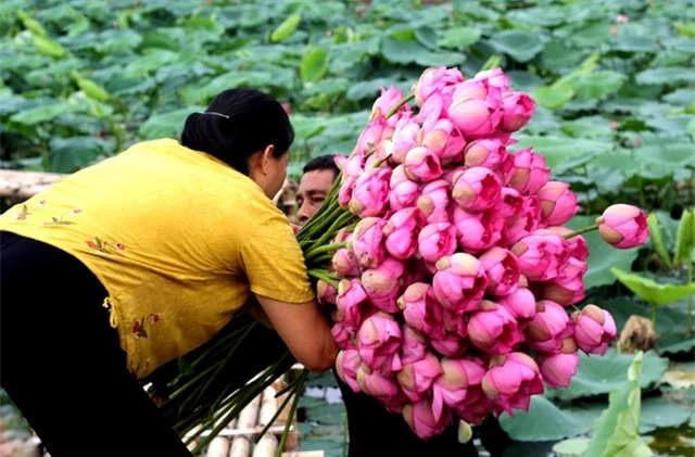  Anh Bùi Mạnh Hiếu cho hay: “Khoảng 3-4 năm về trước, hoa sen đem lại thu nhập cao. Nhưng vài năm trở lại đây do tác động của môi trường nên trồng hoa sen Hồ Tây khó hơn. Việc chăm sóc hoa vì thế rất vất vả. Chi phí đầu tư, chăm sóc lớn nên thu nhập chủ yếu phụ thuộc việc làm dịch vụ du lịch”. 