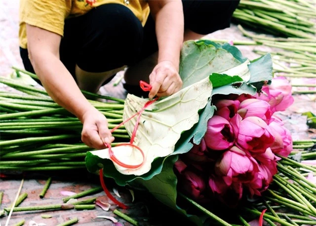  Tuy nhiên, số lượng bán cũng hạn chế vì hầu như đã có khách đặt trước. Mỗi ngày, chủ đầm sen bán được khoảng 500 bông. 