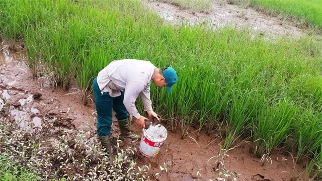 Người dân đặt lờ bẫy cáy ở huyện Kim Sơn,Ninh Bình