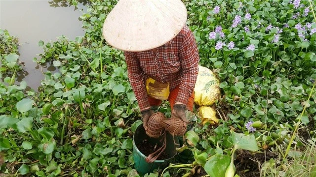 Nhờ nghề đặt lờ bắt cáy, nhiều nông dân ở Ninh Bình có thu nhập cao, đời sống được nâng lên, con cái được học hành đến nơi.