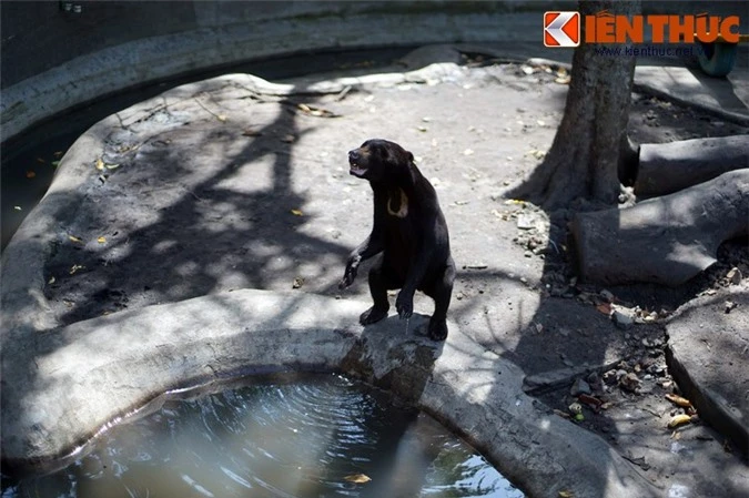 Soi loài gấu "nhỏ nhưng có võ", rất quý hiếm ở Việt Nam - Hình 10 Soi loai gau