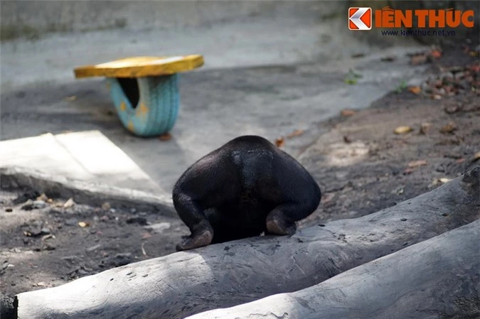 Soi loài gấu "nhỏ nhưng có võ", rất quý hiếm ở Việt Nam - Hình 13 Soi loai gau