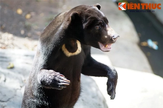 Soi loài gấu "nhỏ nhưng có võ", rất quý hiếm ở Việt Nam - Hình 7 Soi loai gau