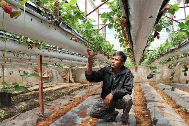 Anh Nguyễn Thanh Trúc bên vườn dâu tây của gia đình mình Anh Nguyễn Thanh Trúc bên vườn dâu tây của gia đình mình