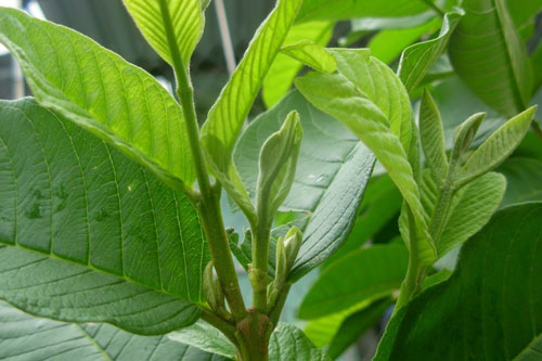 Bài thuốc dân gian chữa tiểu đường, ổn định đường huyết bằng lá ổi rất hiệu quả