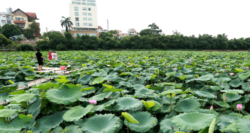 Kiếm tiền triệu mỗi ngày nhờ trồng sen Hồ Tây
