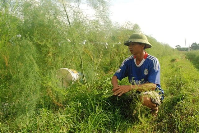 Ông Trường, người tiên phong trồng măng tây xanh xã Tự Lạn