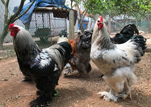 Gà khổng lồ 35 triệu đồng/cặp: Cơn sốt hàng hiếm, dân chơi săn lùng