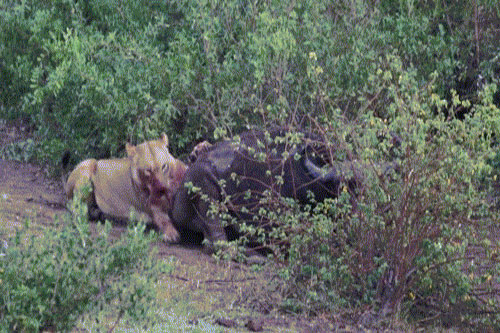 'Kinh hãi' trước cảnh sư tử nhoe nhoét máu gặm nhấm trâu rừng còn sống