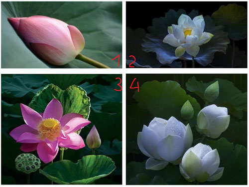 Trắc nghiệm: Ai sẽ là quý nhân phù trợ cho tài chính của bạn trong 2020?