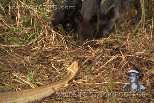 Cái chết 'đau lòng' của lợn rừng 'ngốc nghếch' lần đầu gặp trăn