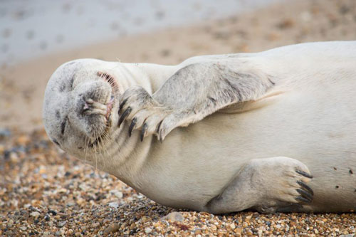 Hải cẩu xám 'xấu hổ' khi bị chụp lén