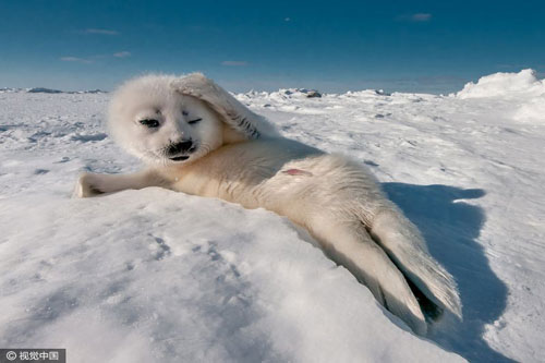 Những khoảnh khắc “khó đỡ” của các loài động vật