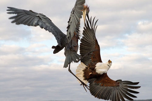 Trận kịch chiến ác liệt giữa chim diệc và đại bàng