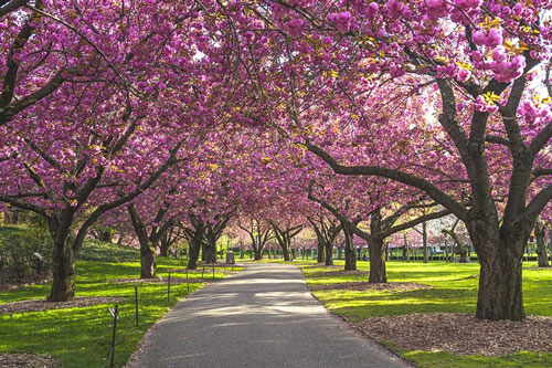 Ngắm những khu vườn 'thiên đường' đẹp như tranh vẽ