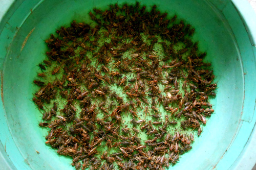 Vươn lên làm giàu nhờ nuôi dế