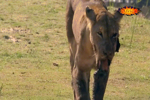 Sư tử chết thảm sau cuộc ác chiến với hà mã