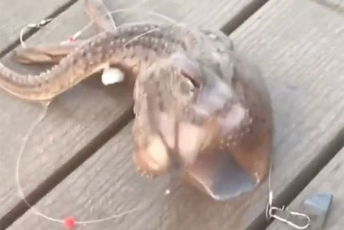 Bắt được quái vật biển 3 xúc tu