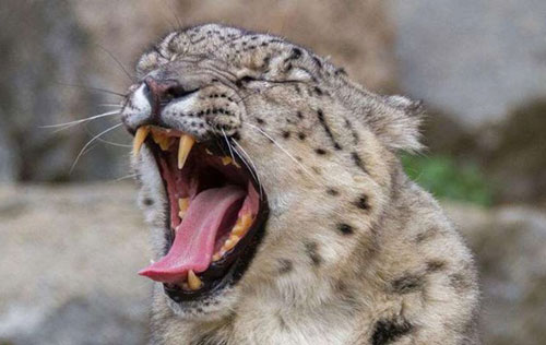 Quyên góp nước hoa cho hổ báo