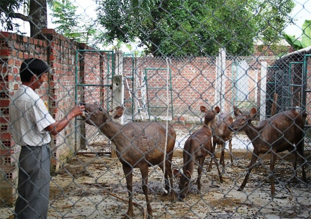 Trồng rừng kết hợp nuôi hươu, nai đem lại thu nhập khủng cho gia đình ông Đào