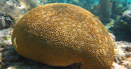 Đi dạo đá phải “não người”, "chết ngất" phát hiện sinh vật siêu dị