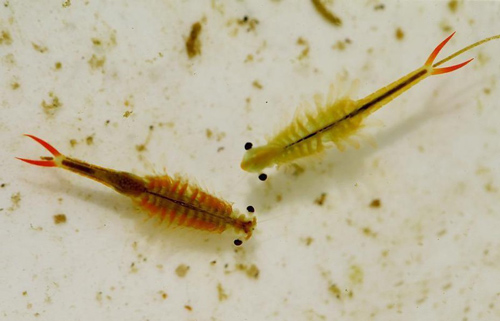 "Sốc" phát hiện tôm tiên nữ, 'phiêu' dật như thần tiên