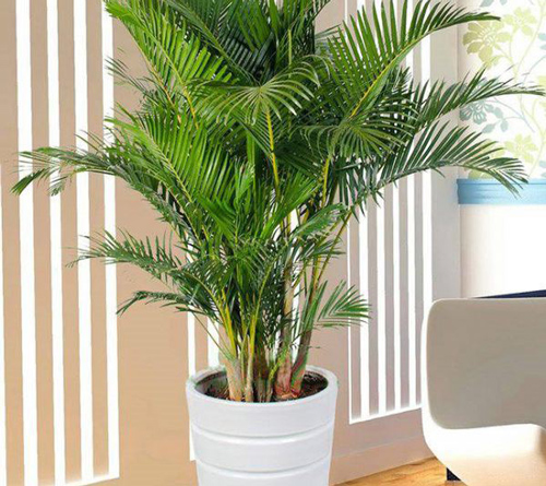 Trồng 4 loại cây “đệ tử Thần Tài” trước cửa sẽ đánh thức “hố vàng”, gia chủ ngồi không tiền cũng rơi vào đầu