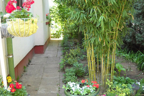 Trồng loại cây này trước nhà, gia chủ đếm tiền mỏi tay, tránh hậu họa khôn lường