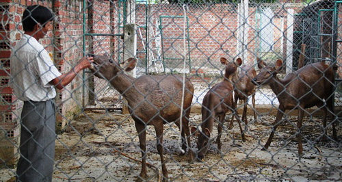 Bình Định: Ông nông dân thu tiền tỉ mỗi năm nhờ trồng rừng và nuôi hươu, nai