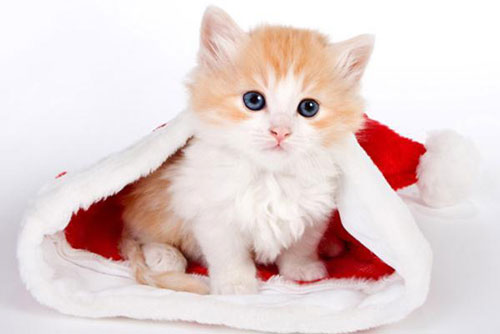 5 con giáp được Thần Tài chiếu cố, giàu hết phần thiên hạ sau Rằm tháng Giêng