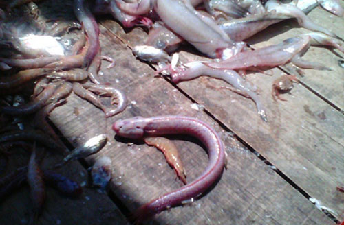 Bất ngờ với loài cá hình dáng kỳ dị, phổ biến ở miền Tây