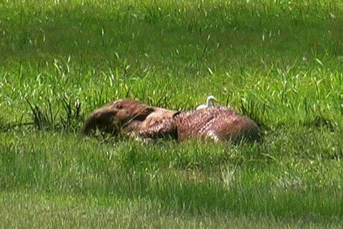 Voi mẹ đau đớn nhìn con bị sư tử hung tàn xé xác