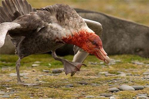 “Dị” loài chim khổng lồ hung bạo khiến con người cũng phải ghê