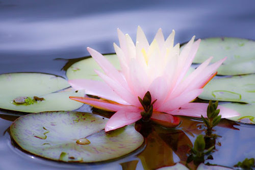 Những cách tích đức đơn giản từ cuộc sống hằng ngày