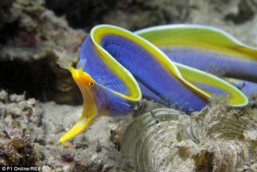 CLIP: Những loài sinh vật kỳ quái được con người tìm thấy dưới đáy biển sâu