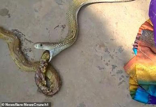 Cảnh hiếm: Rắn hổ mang khổng lồ nôn ra rắn nhỏ