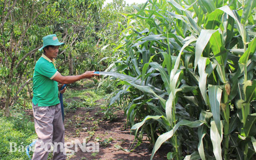 Đồng Nai: Thu hút vốn ngoại ''đổ'' vào nông nghiệp