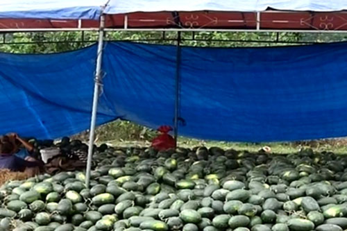 Giá dưa hấu chỉ còn 1.000 đồng/kg