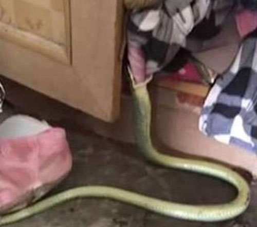 Kinh hoàng khi thấy vật đáng sợ nuốt chửng quần áo trong tủ đồ