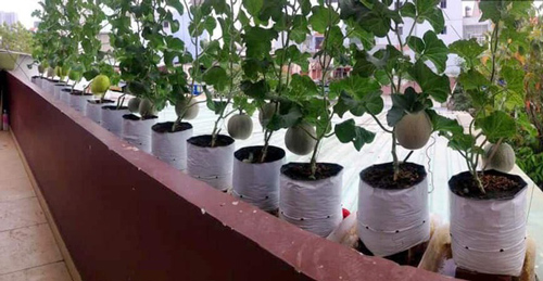 Trồng 20 m2 dưa lưới trên nóc nhà, ông bố Sài thành thu 4 tạ dưa mỗi năm