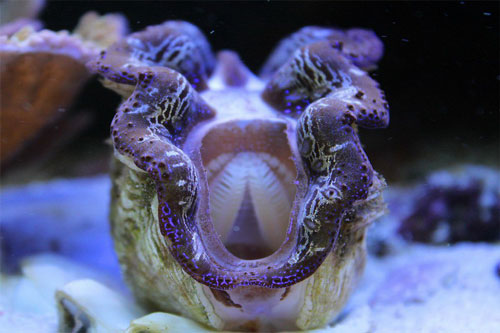 Những động vật màu tím kỳ dị nhất Việt Nam