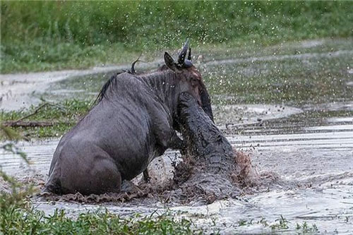 Cá sấu, hà mã và linh dương đầu bò đánh nhau 'tơi bời'