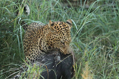 Màn 'vặt lông nhím' ngoạn mục của báo đốm ranh mãnh