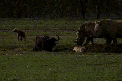 Tê giác giải cứu trâu rừng khỏi bầy sư tử