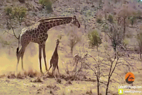 Hươu cao cổ mẹ 'bất lực' nhìn con bị sư tử xé xác