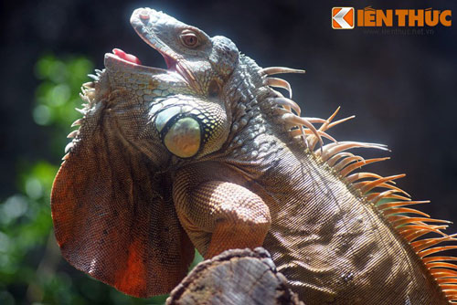 'Khóc thét' với loài vật cưng kinh dị nhất Việt Nam