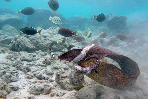 Bị cá chình xé toạc, bạch tuộc vẫn kịp phản đòn cực hiểm